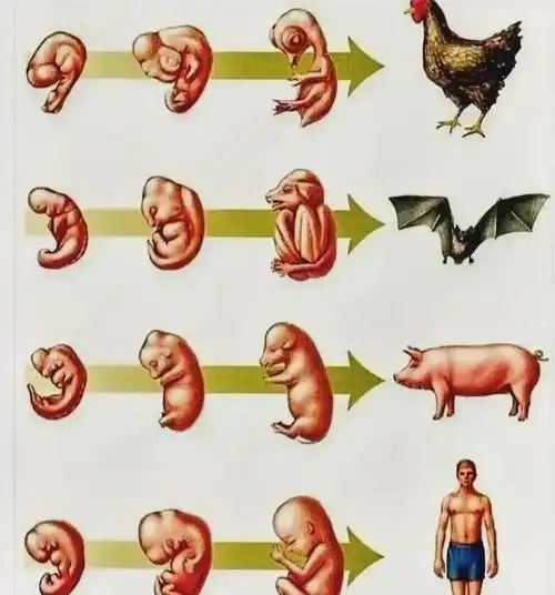 从胚胎发育看人,猪,鸟等动物的演变与进化!