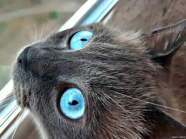 「蓝猫眼睛有几种颜色」:探索猫咪眼中的奥秘