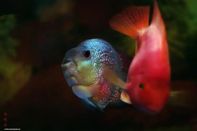 麒麟鹦鹉鱼(二)