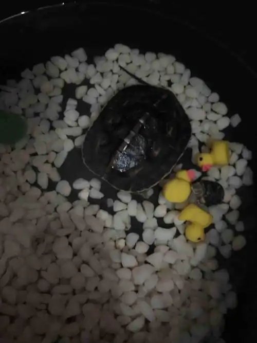 小乌龟这样是死了吗?