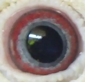 瞳孔扩散相关词死人瞳孔扩散图片