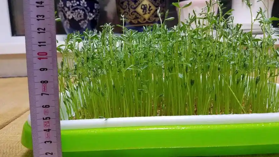 扁豆芽苗已经超过10厘米了,根据说明10-12厘米就可以收割,还可以收割