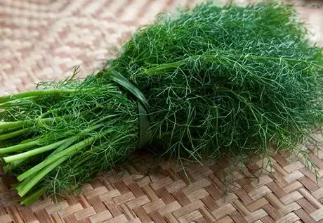 茴香是什么? 揭秘茴香的六种健康功效