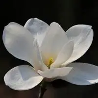 白色玉兰花微信头像 唯美好看玉兰花朵头像_微信头像图片大全