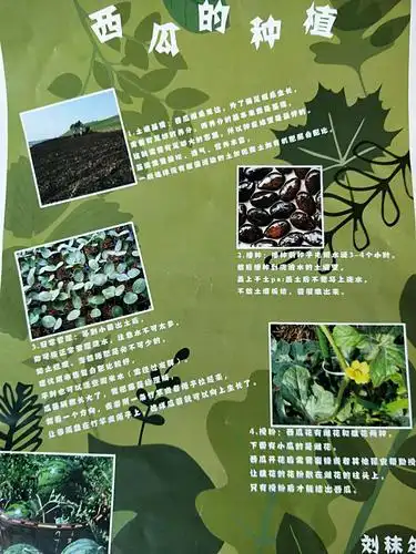 主题活动:西瓜成长记1