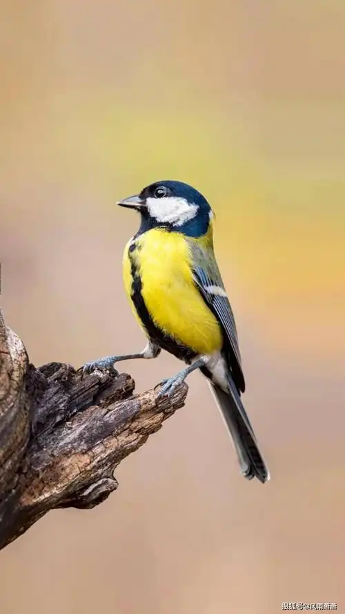 一只鸟,晨曦中亮开嗓喉