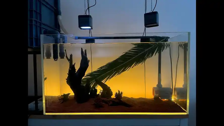 200元的南美风造景缸,养什么鱼!主打一个听劝