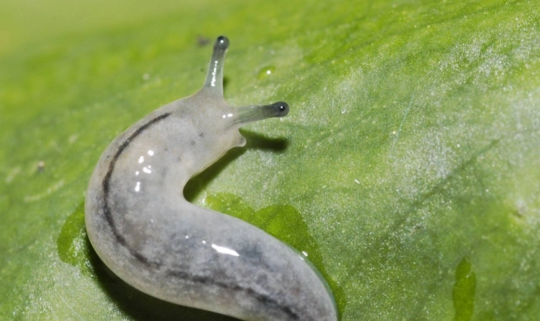 不带壳的蜗牛叫什么