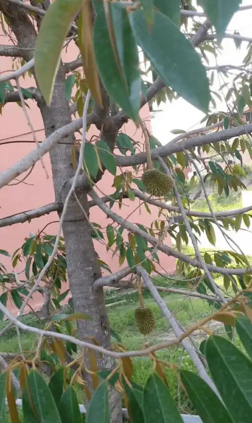 榴莲树