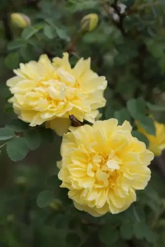 永恒的微笑:黄蔷薇(重瓣)