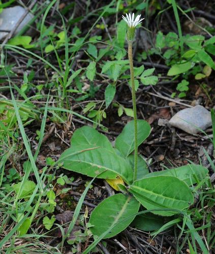 中草药可打干品新鲜500g一柱正宗一枝中药材大丁草其他药食同源食品
