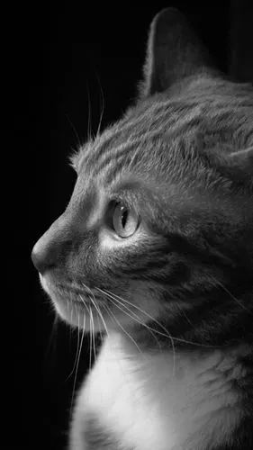 猫侧视图,黑白图片 iphone 壁纸