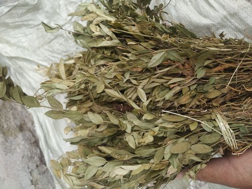 包邮中草药材贵州省野生金锁匙勒马回辰砂草惊风草瓜子金500克