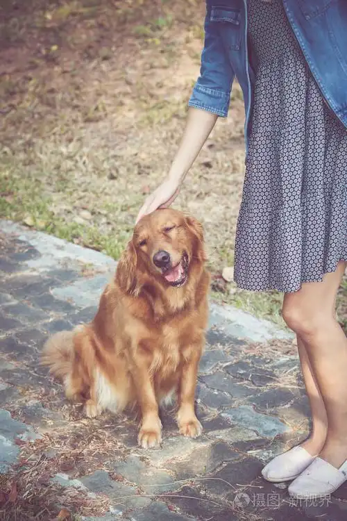 可爱的金毛狗与妇女