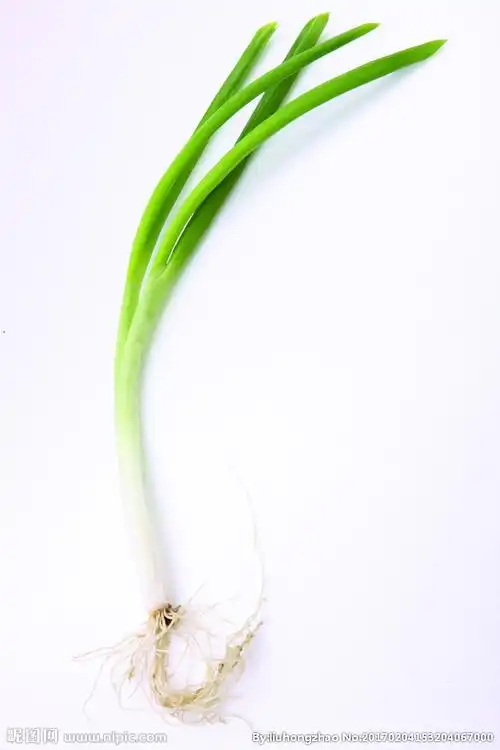 葱图片