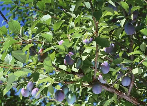 新疆特产果脯 果满天山 特级天山大乌梅 蜜饯话梅子干500g零食