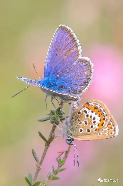 世界蝴蝶大全好美