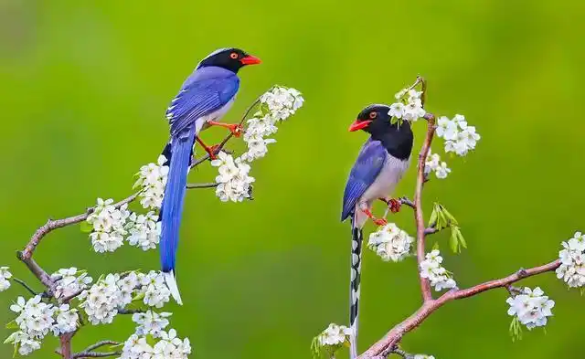 1,"在天愿做比翼鸟,在地愿为连理枝"这句诗描写的是唐明皇和杨贵妃的