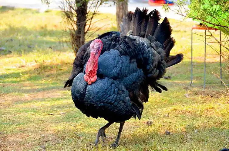 火鸡图片_火鸡高清图片_全景视觉