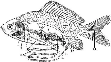 下图为鲫鱼的内部结构示意图.据图回答: (1)与[2]相通的血管是 .