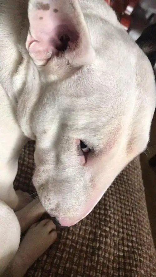 我老公的狗真的丑丑的,丑得令人心疼