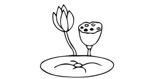 荷花莲蓬莲叶图片简笔画步骤画法莲花荷叶简笔画图片大全