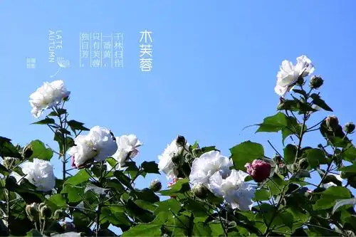 繁花落尽独自芳～木芙蓉