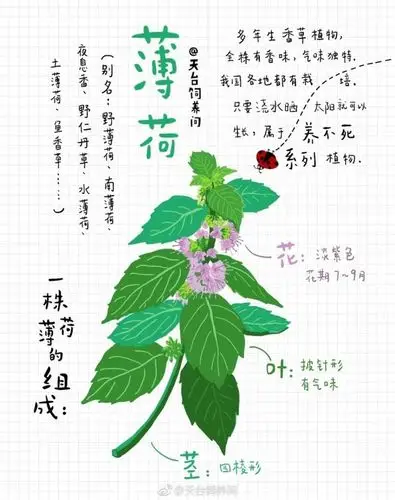 【薄荷饲养手册】养不死系列植物——薄荷,小清新之必备教程,来自