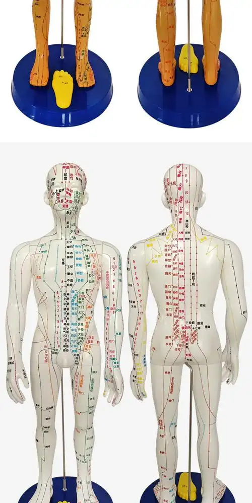 针灸人体穴位模型全身经络小皮人铜人可扎针教学中医用假人模特图
