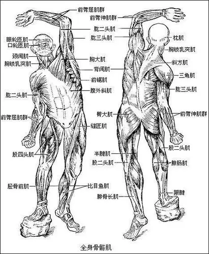 为一条手臂纠结