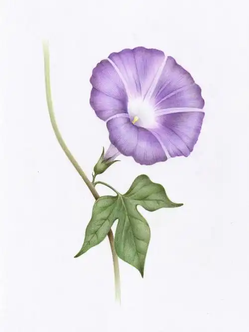 彩铅画牵牛花朝颜附步骤图