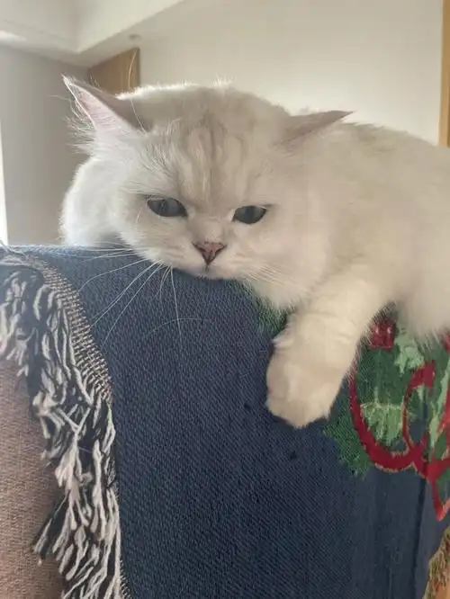 猫咪的颓废猫生我慕了啊#我家宠物好可爱  #长毛银渐层  #猪咪