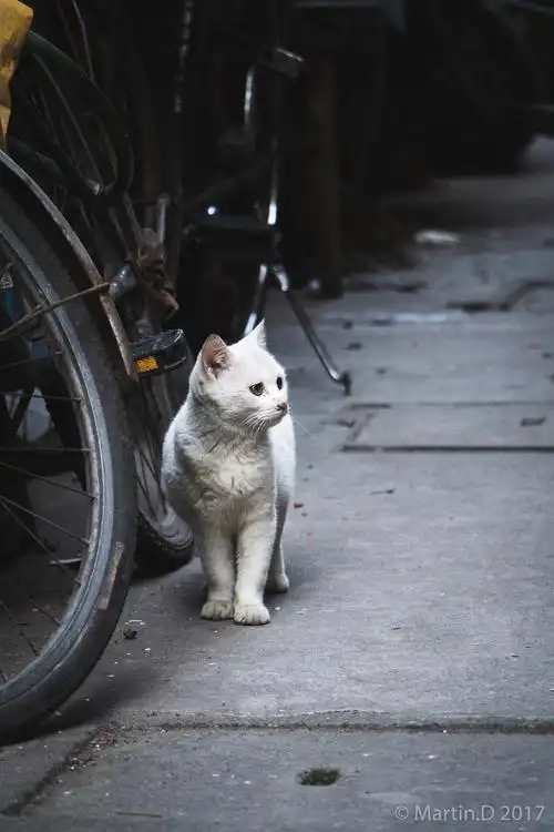 上海老弄堂里的猫猫