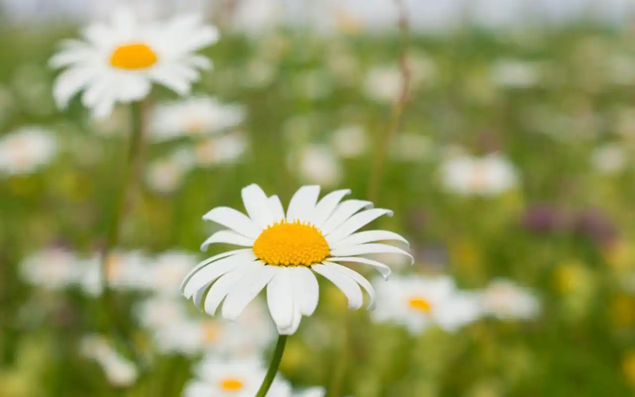 清新纯净的雏菊高清图片桌面壁纸