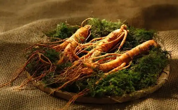 阳其参是什么阳其参是什么参图