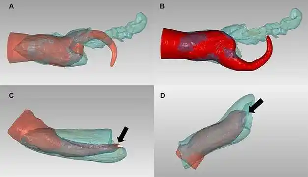 美国女科学家专门收集海豚生殖器研究海洋生物的交配和进化