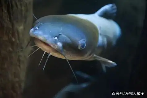 黔鱼吃什么长大的?黔鱼脏吗