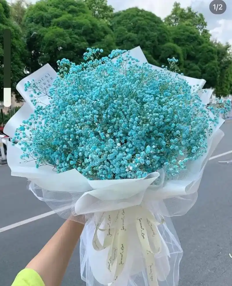 满天星.蓝色满天星 蓝色满天星的花语和寓意是思念关怀,代表了 - 抖音