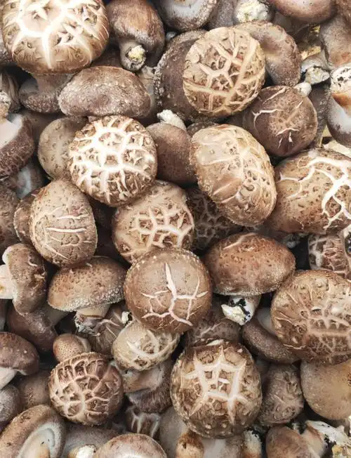 老板说这种花纹香菇特别好?真的吗?