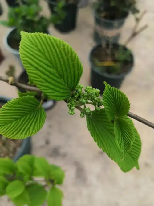 中华木绣球麻球