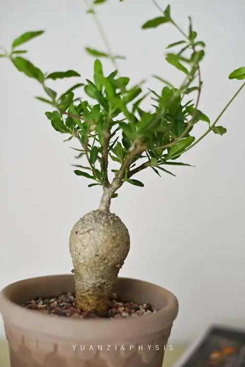 physis块根植物火星人fockeaedulis稀少品种好养懒人绿植