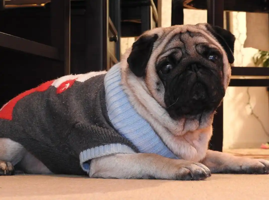 巴哥犬价格_图片_纯种巴哥犬幼犬多少钱一只_巴哥犬好养吗-波奇网