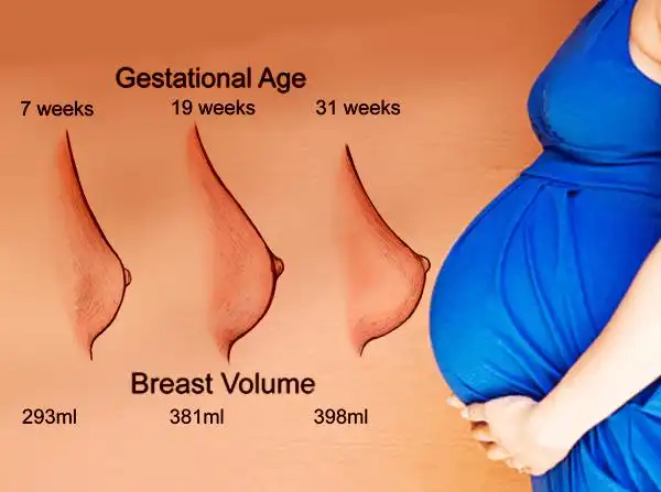 ▼图案:孕期乳房逐步变大,以适应哺乳的需要.