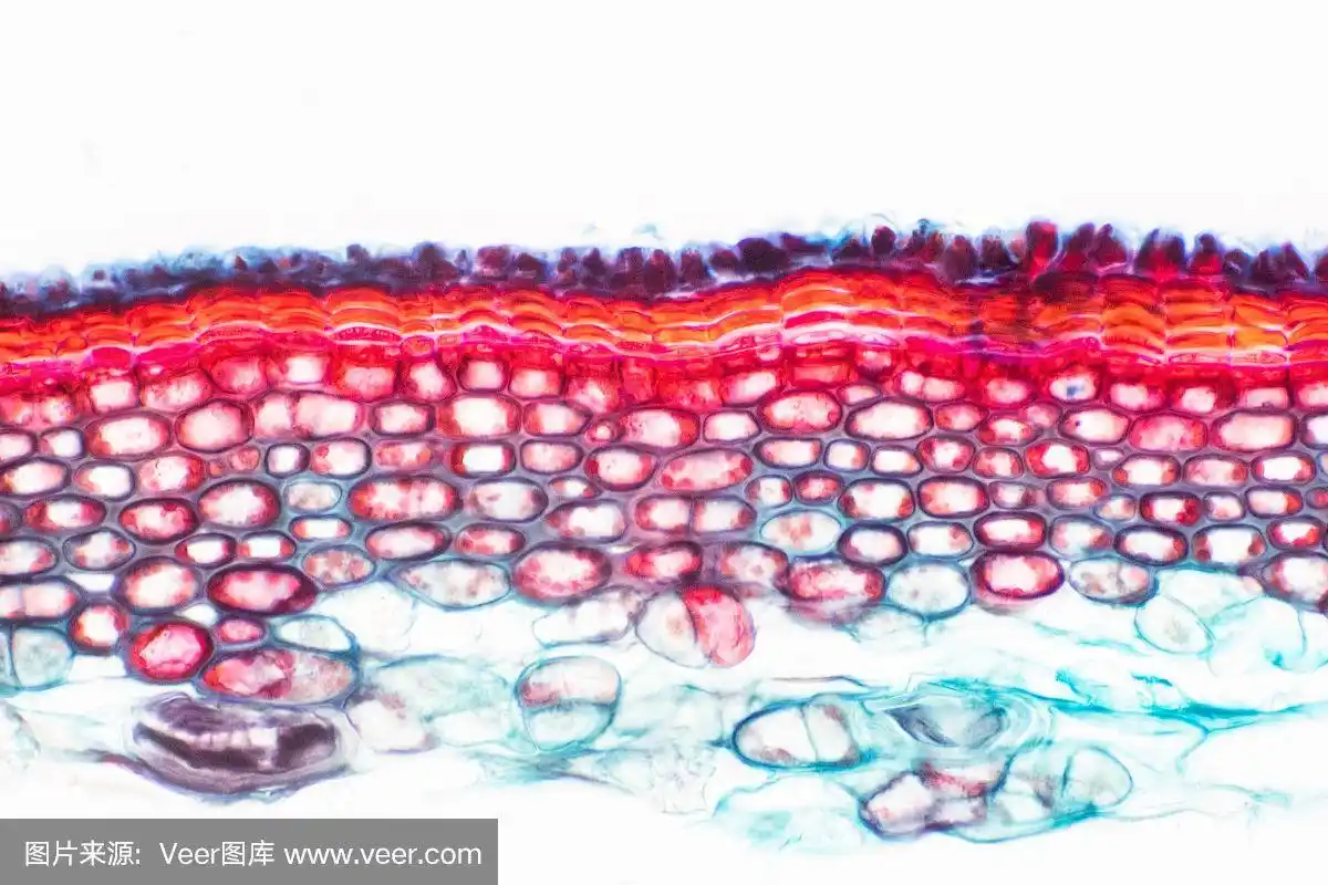 植物茎的横切面显示教育植物学用厚壁组织细胞的结构.