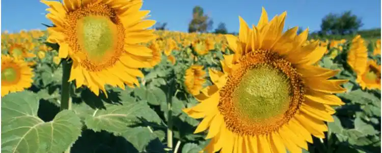 寓意新生与希望的花
