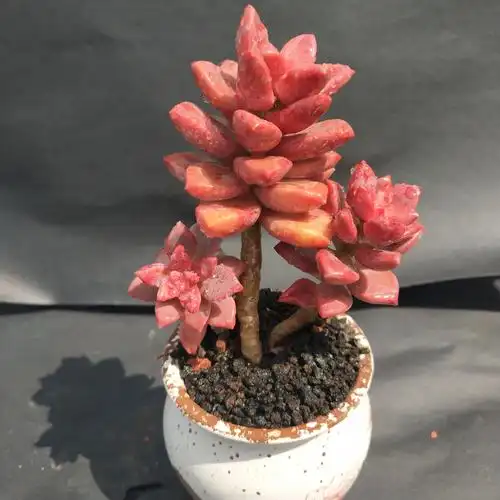 多肉植物红宝石怎么种养,红宝石的养护方法和繁殖红宝石