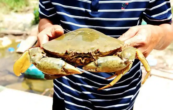 重达4斤百年难遇三门这只破纪录的青蟹王最后被网友狂点赞