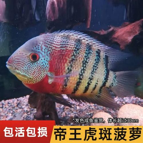 虎斑菠萝鱼活体喷点菠萝砖石菠萝活鱼淡水鱼热带观赏鱼龙鱼配鱼