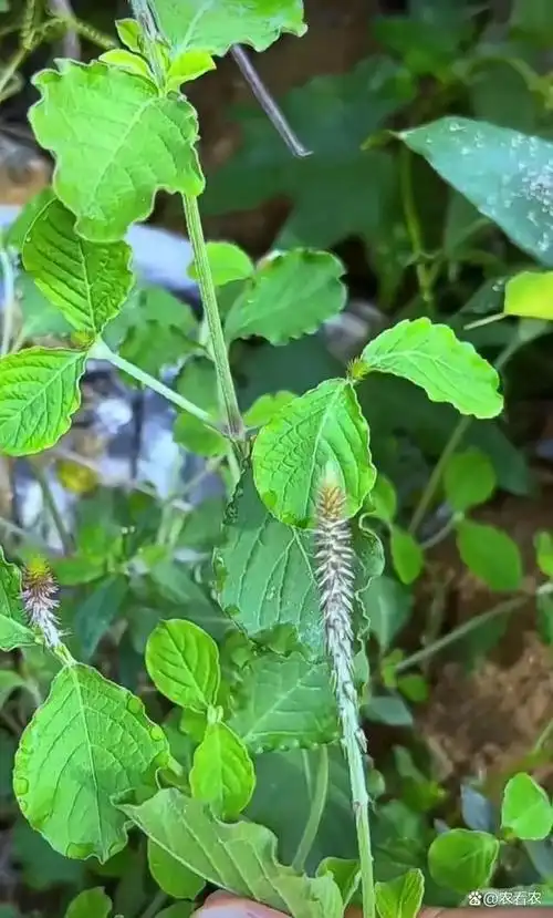 在南方很常见,常被当杂草,村里老人常挖回家,人称"倒扣草"