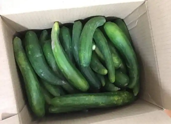 它是公认的"转基因水果",近几年才出现,城里很多人都爱吃_小黄瓜